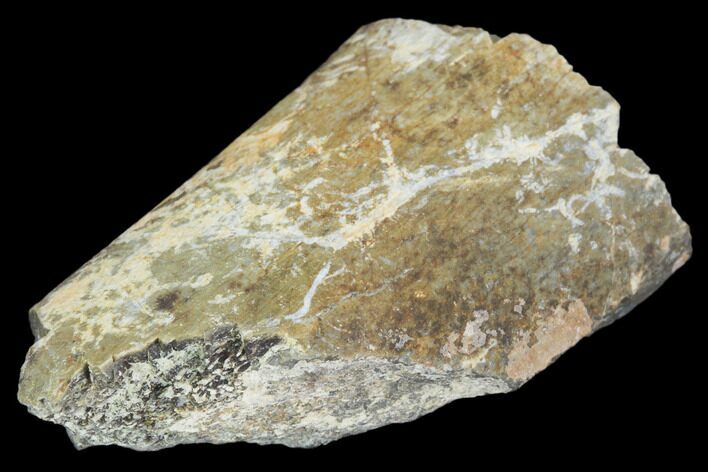Hadrosaur Bone Fragment - Montana #103178